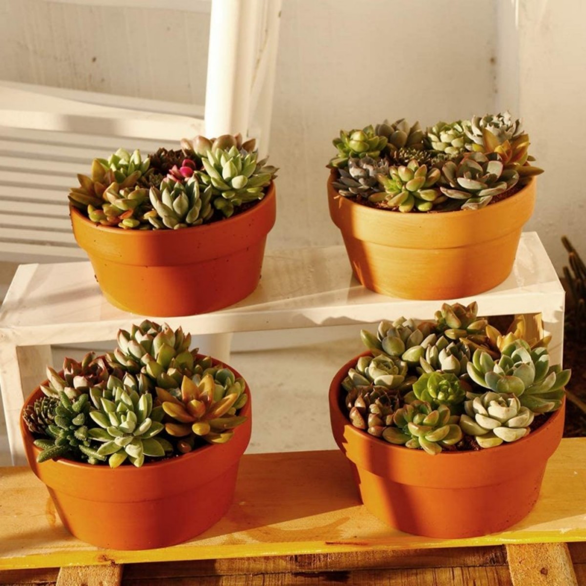 6 PCS Terracotta Buld Pots 3.5 - огляд і ціна Echeveria Succulent