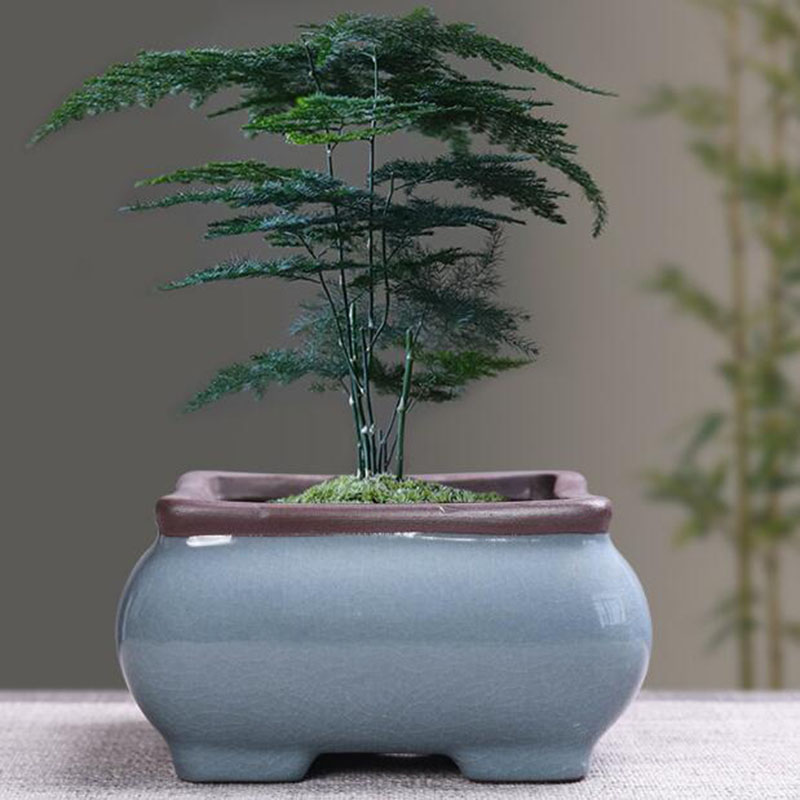 Retro Ceramic Flower Pot Aspar - огляд і ціна Echeveria Succulent