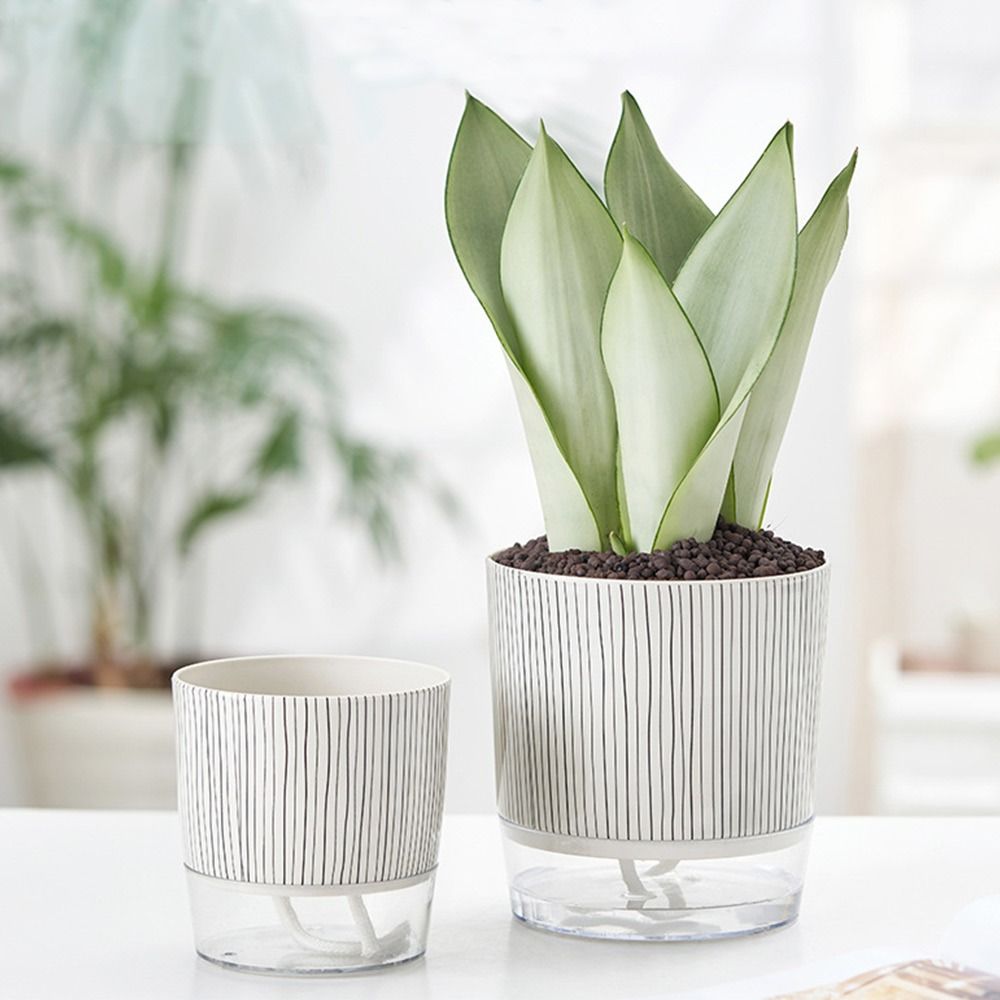 Transparent Self-watering Plan - огляд і ціна Aloe Vera Pot