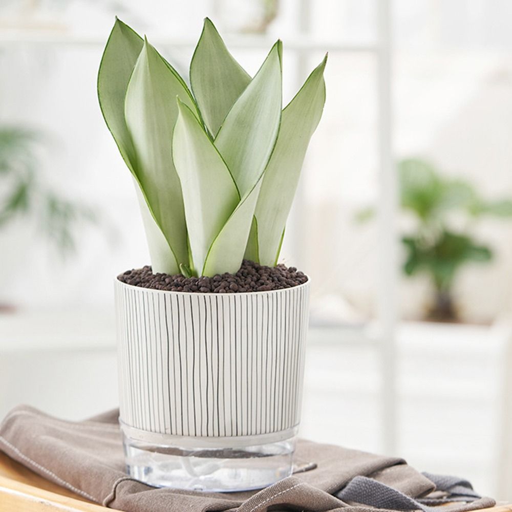 Transparent Self-watering Plan - огляд і ціна Aloe Vera Pot